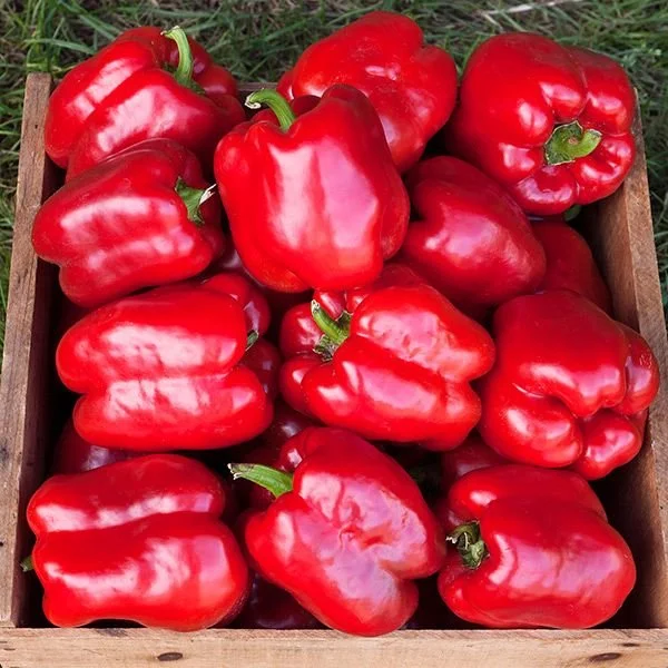 King of the North.jpeg