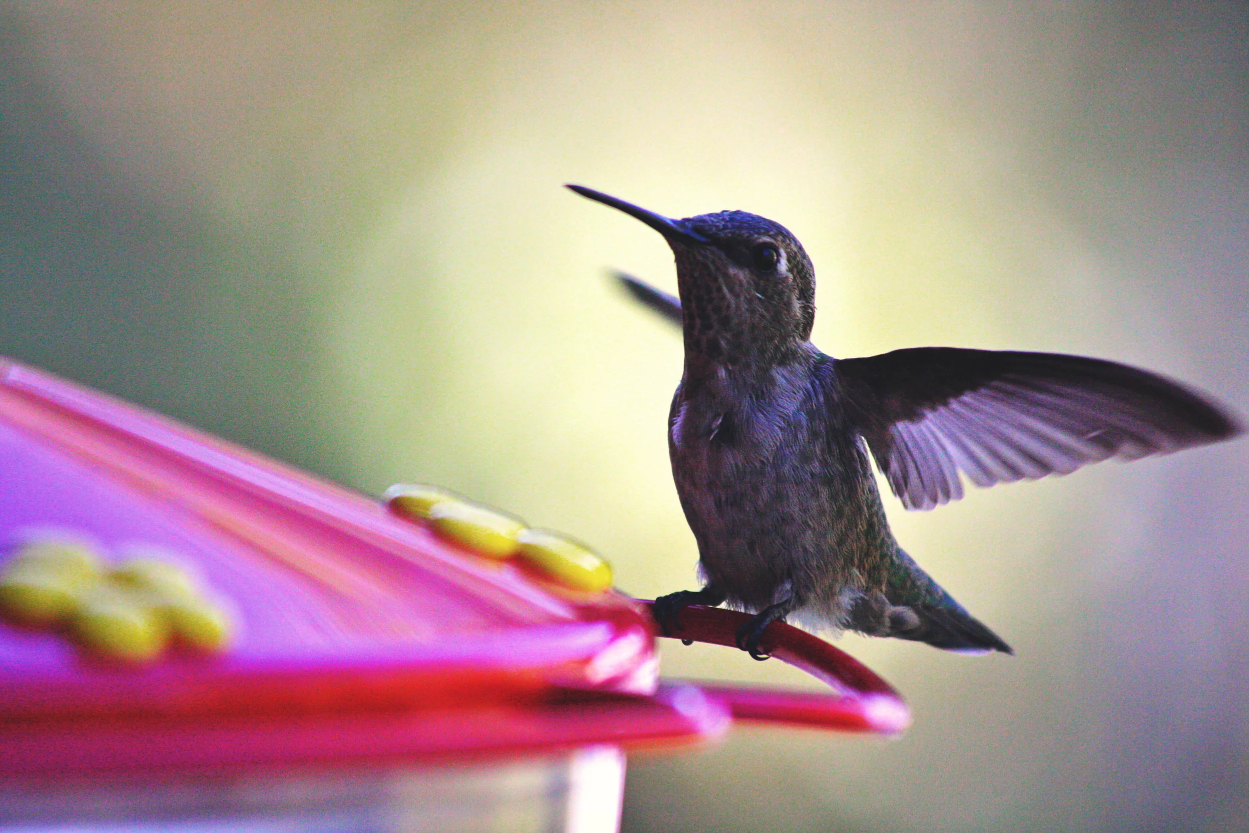 bird.jpg
