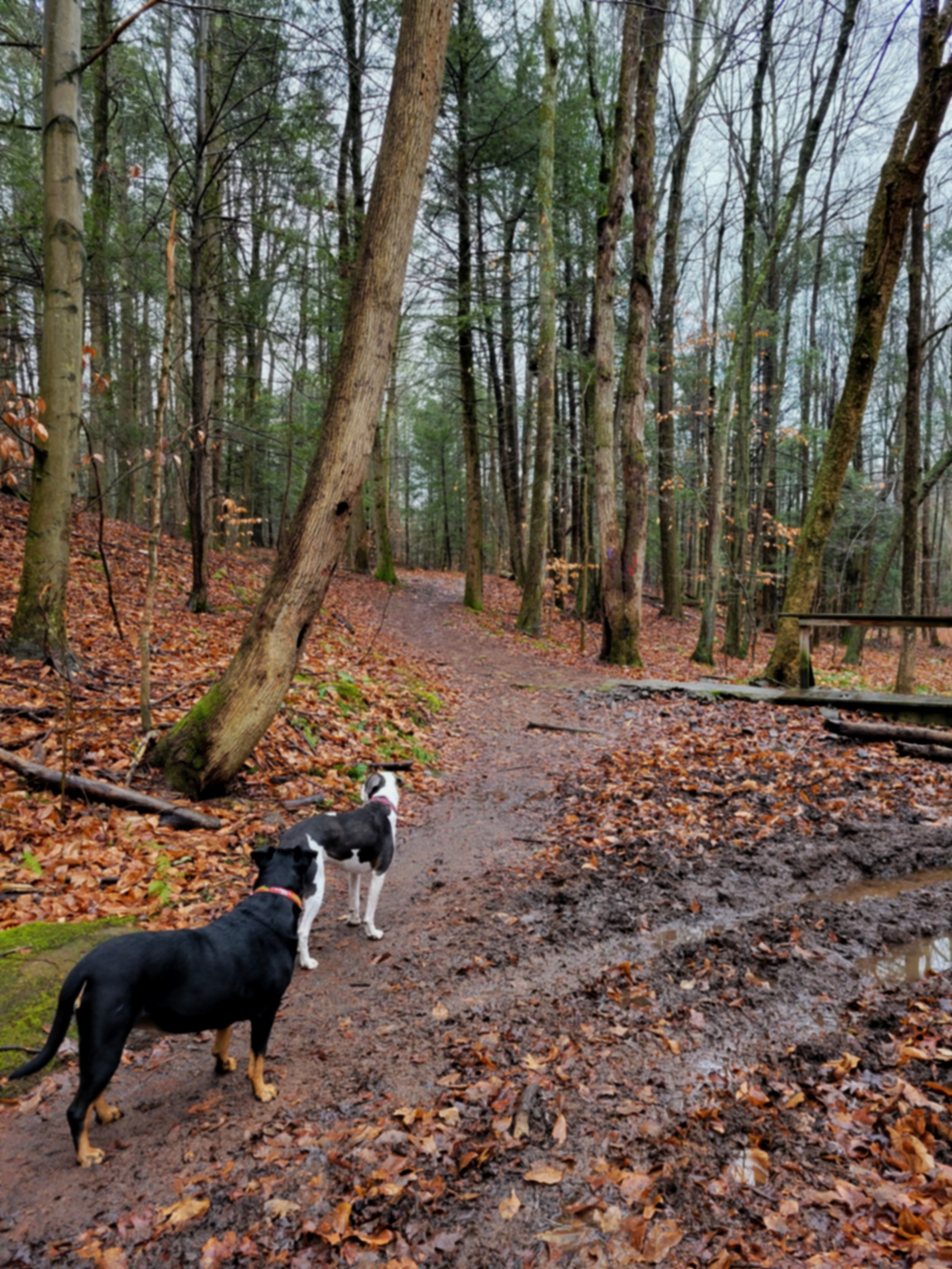 When a Dog Steals Your Heart — Pluma Azul