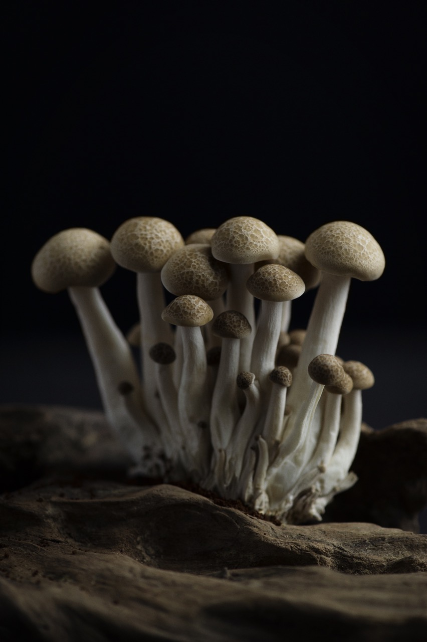 Mushrooms-114.jpeg