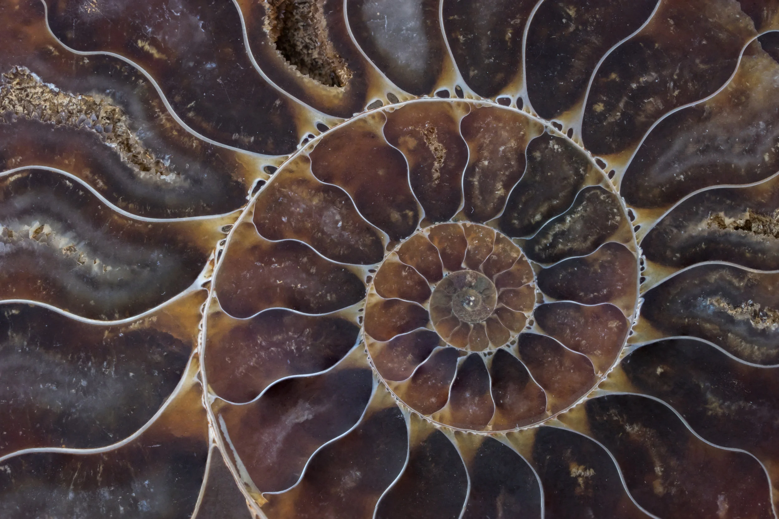 fossil-shell-macro-texture-529421502_3869x2579.jpeg