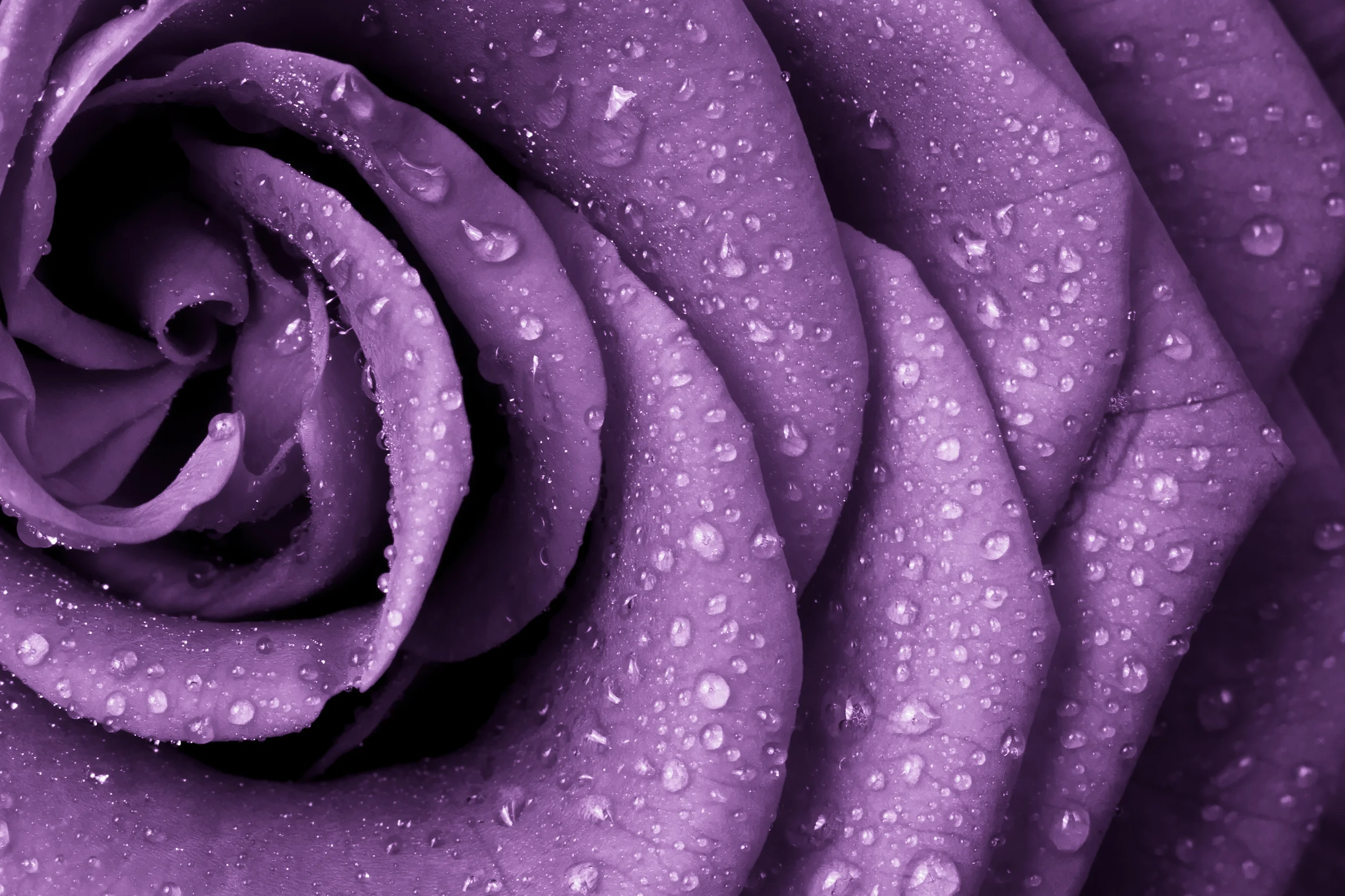 Rose-shutterstock_125041943.jpg
