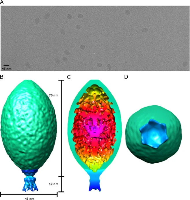SSV1 Structure from Stedman et al. 2015
