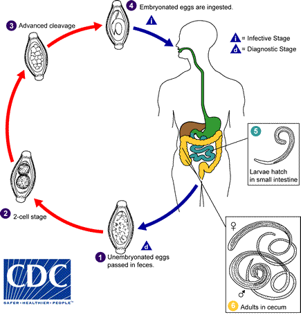 The life cycle of Trichuris trichiura involves stages both inside and outside of the body.
