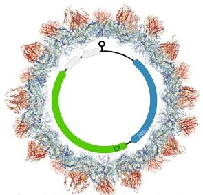 Hypothetical structure of a crucivirus
