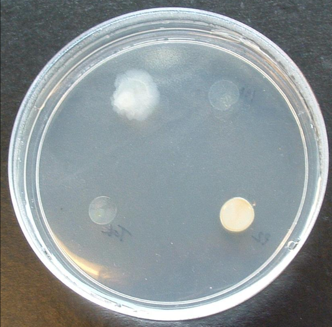 A YS media plate growing the unknown species (upper left), next to other known Sulfolobales. Note the "fuzzy" undefined edges.