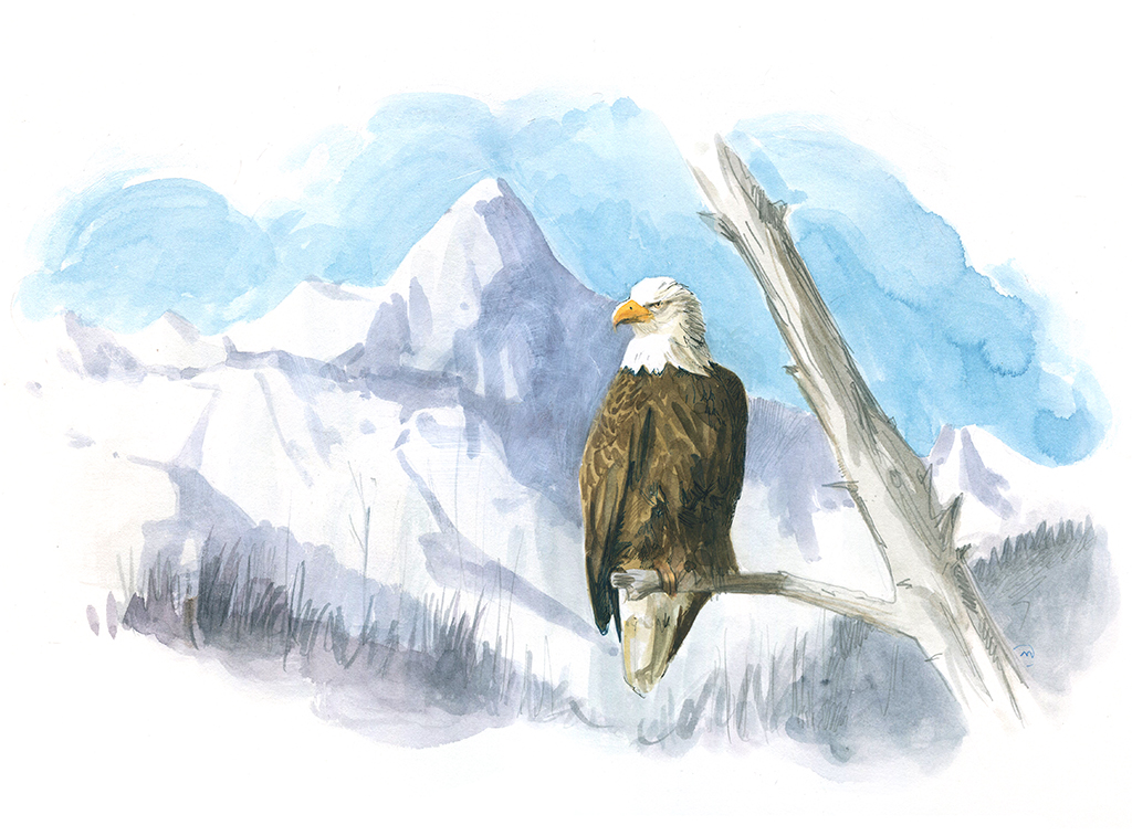 Bald Eagle