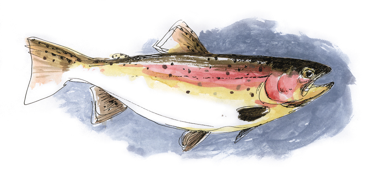 Rainbow trout