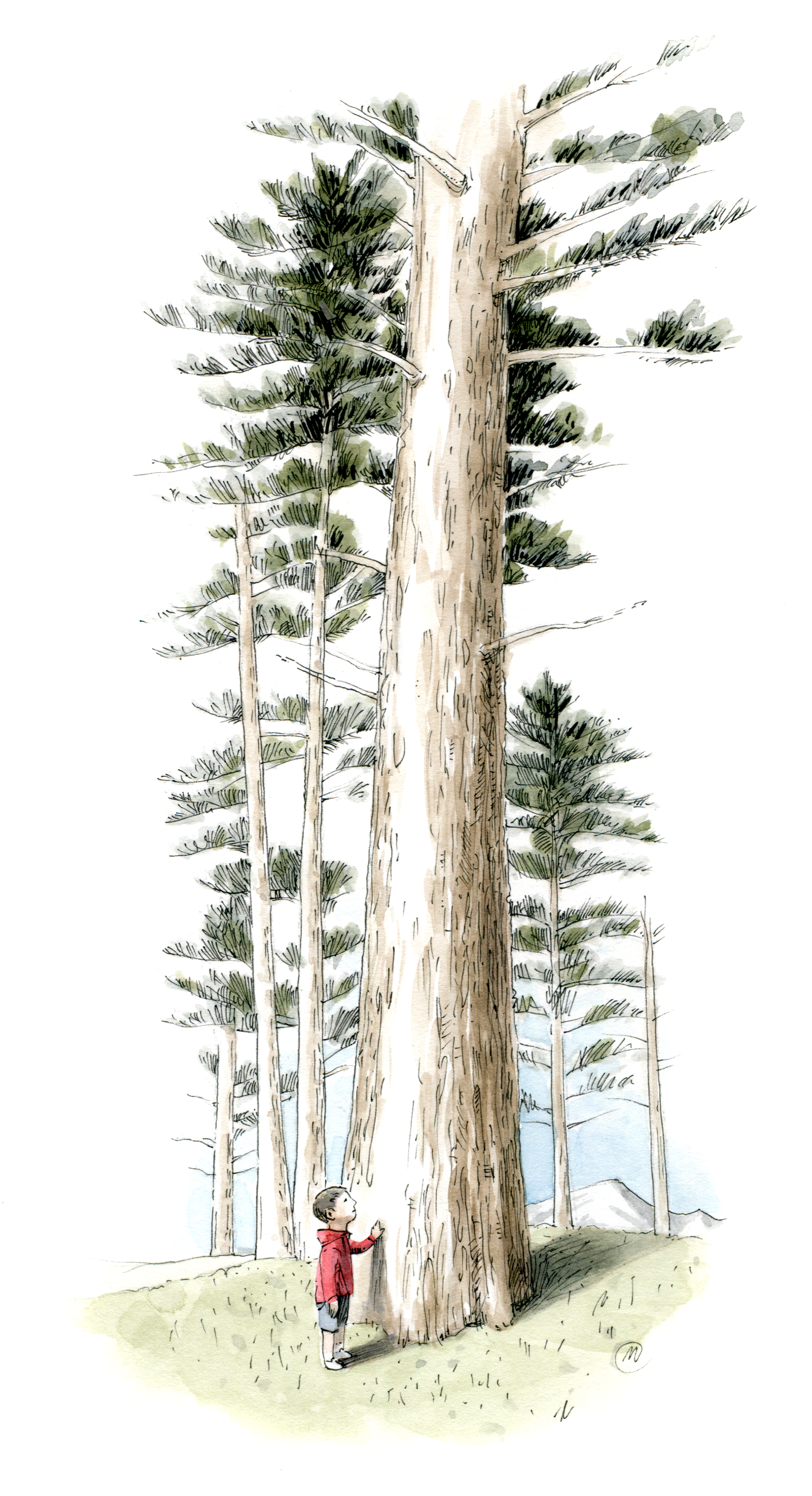 White Pine