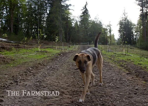 The Birthday Orchard