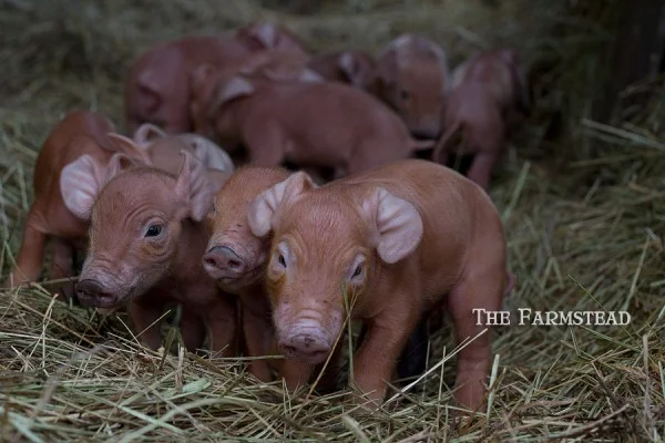 Amazing & Awkward: VII