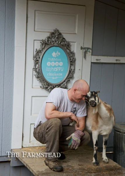 Free Download: Farm Fresh Eggs from Very Happy Chickens