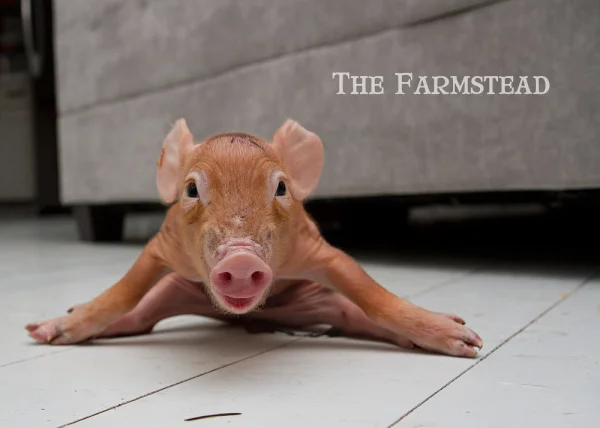 A Very Special Pig Birth