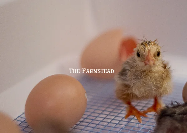 How does "Google" find The Farmstead?