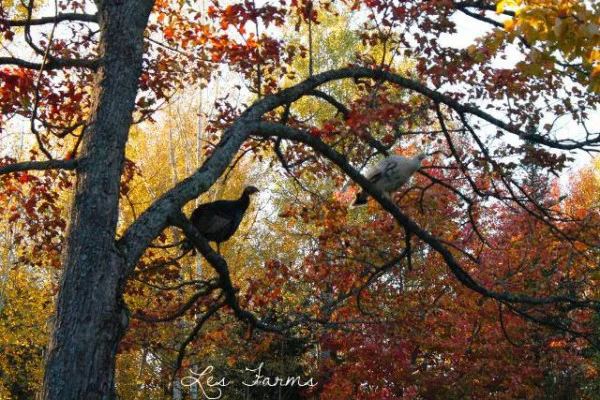 Choosing a Heritage Breed Turkey