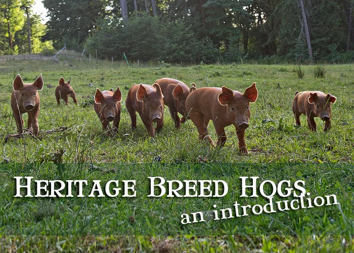 Heritage Breed Hogs: An Introduction