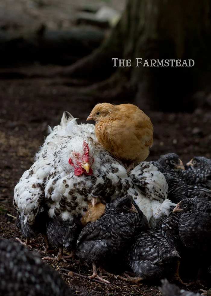 We should have eaten her a long time ago...