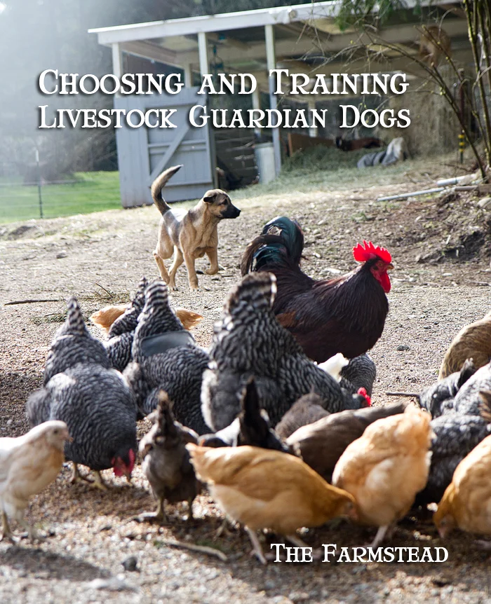 A Dog Named Shark Week