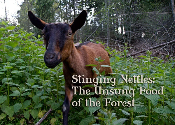 Stinging Nettles: The Unsung Food of the Forest