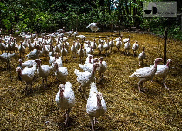 Farm Profile: Stony Mountain Farm