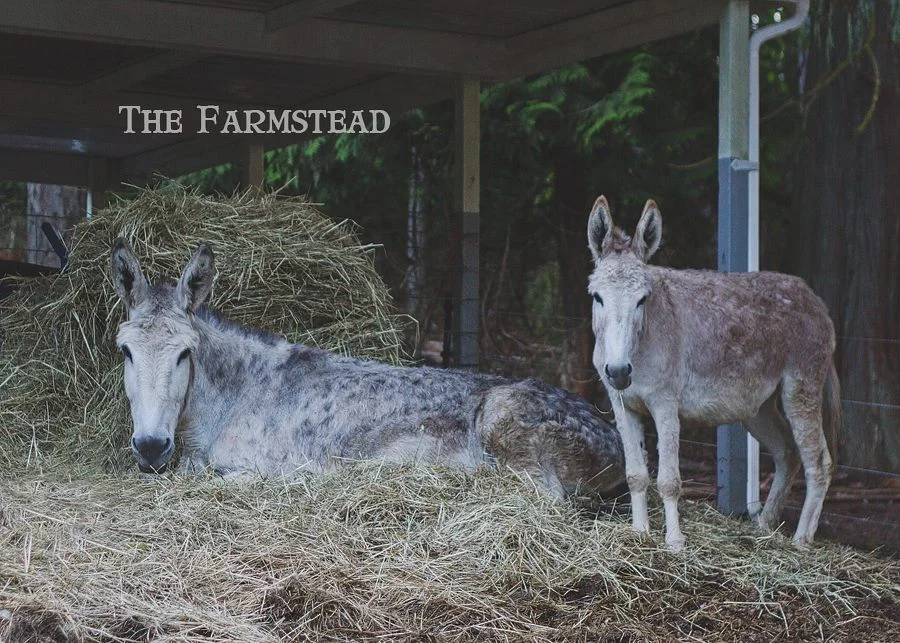 The thing about donkeys...