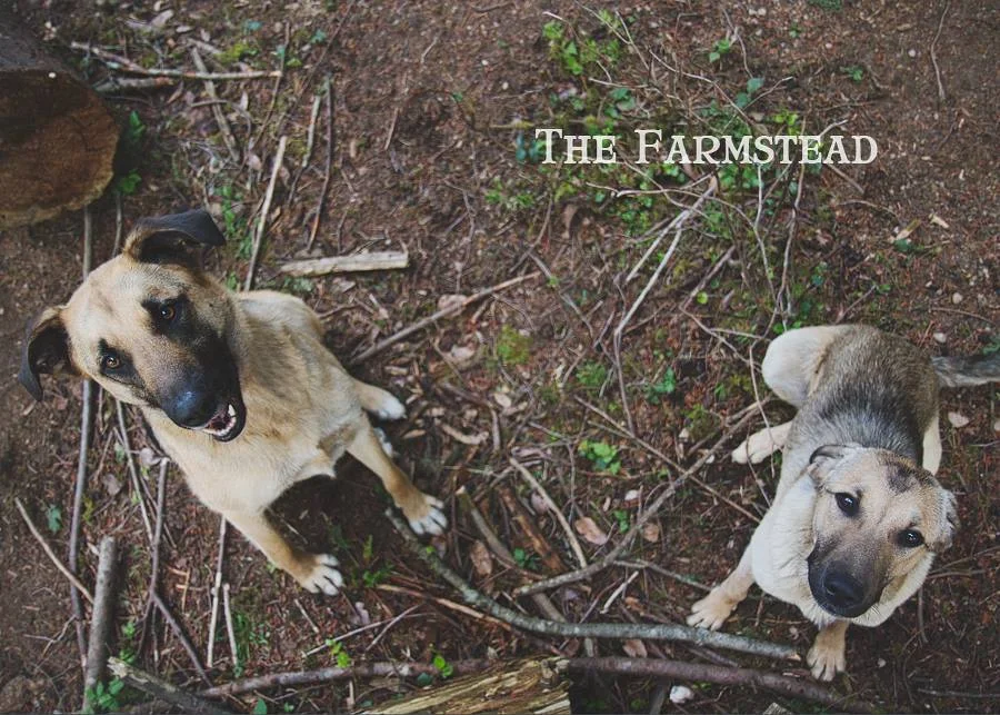 Free to Perfect Home