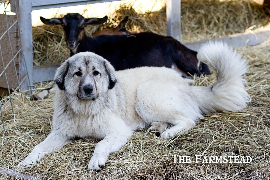 No one will ever love you the way I can love you