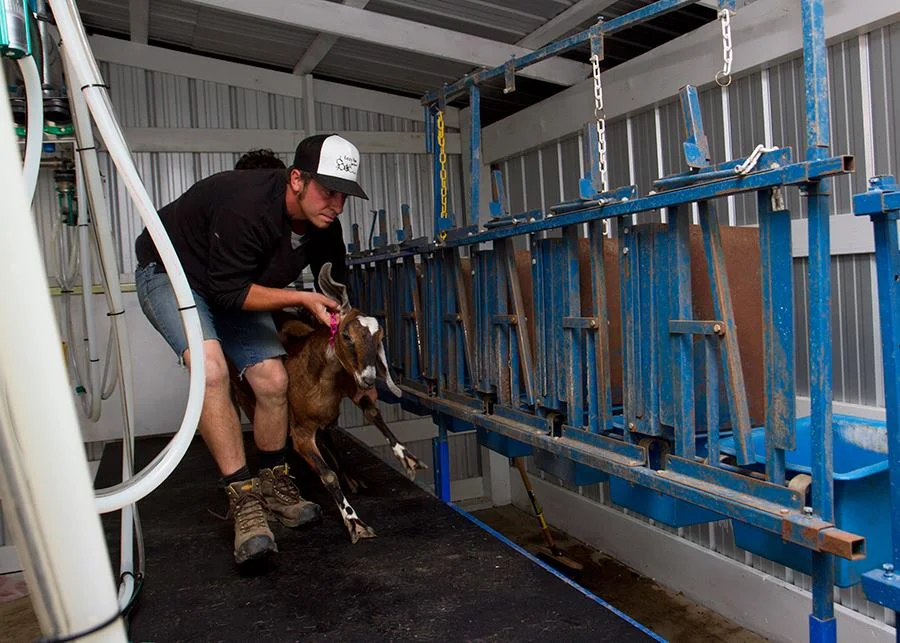 The Farmstead Creamery is Licensed