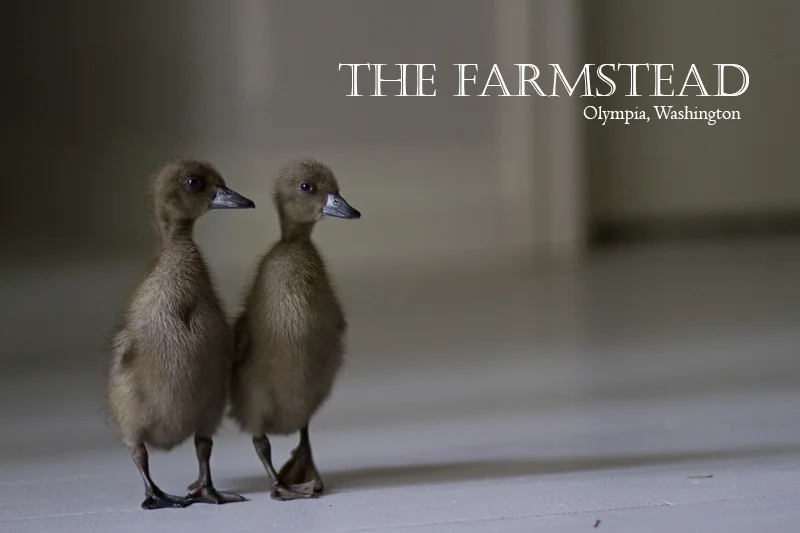 Lola & Gregory: Baby Ducks for The Farmstead