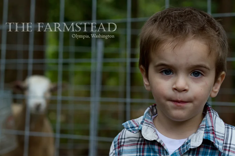 Chicken Toting 101: Through the eyes of a child