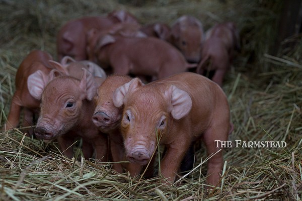 Baby-Tamworth-Pigs.jpg