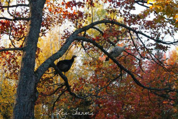 Heritage-Breed-Turkeys-Roost-in-Trees1.jpg