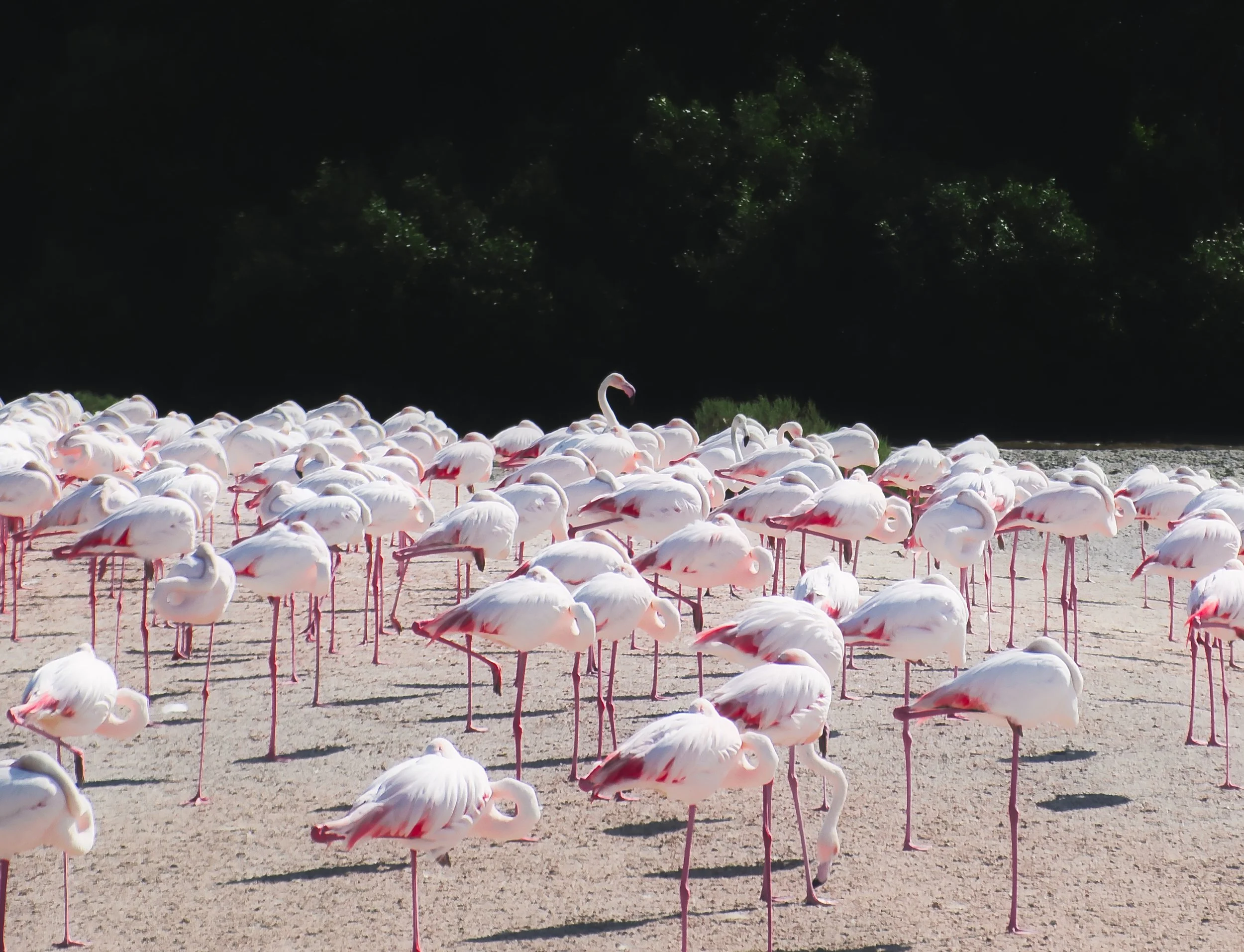 The one in every meditation class