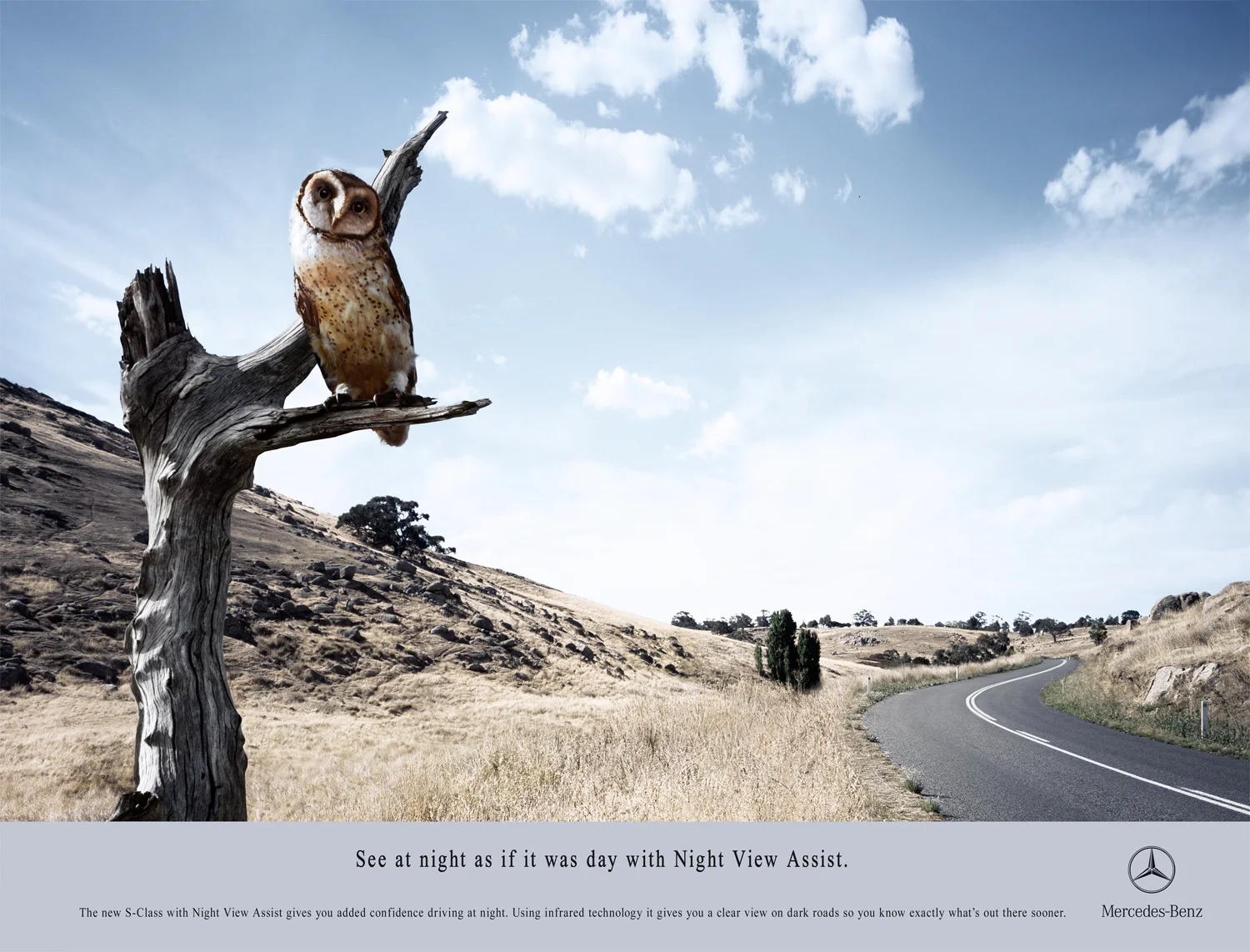 014 Mercedes Owl.jpg