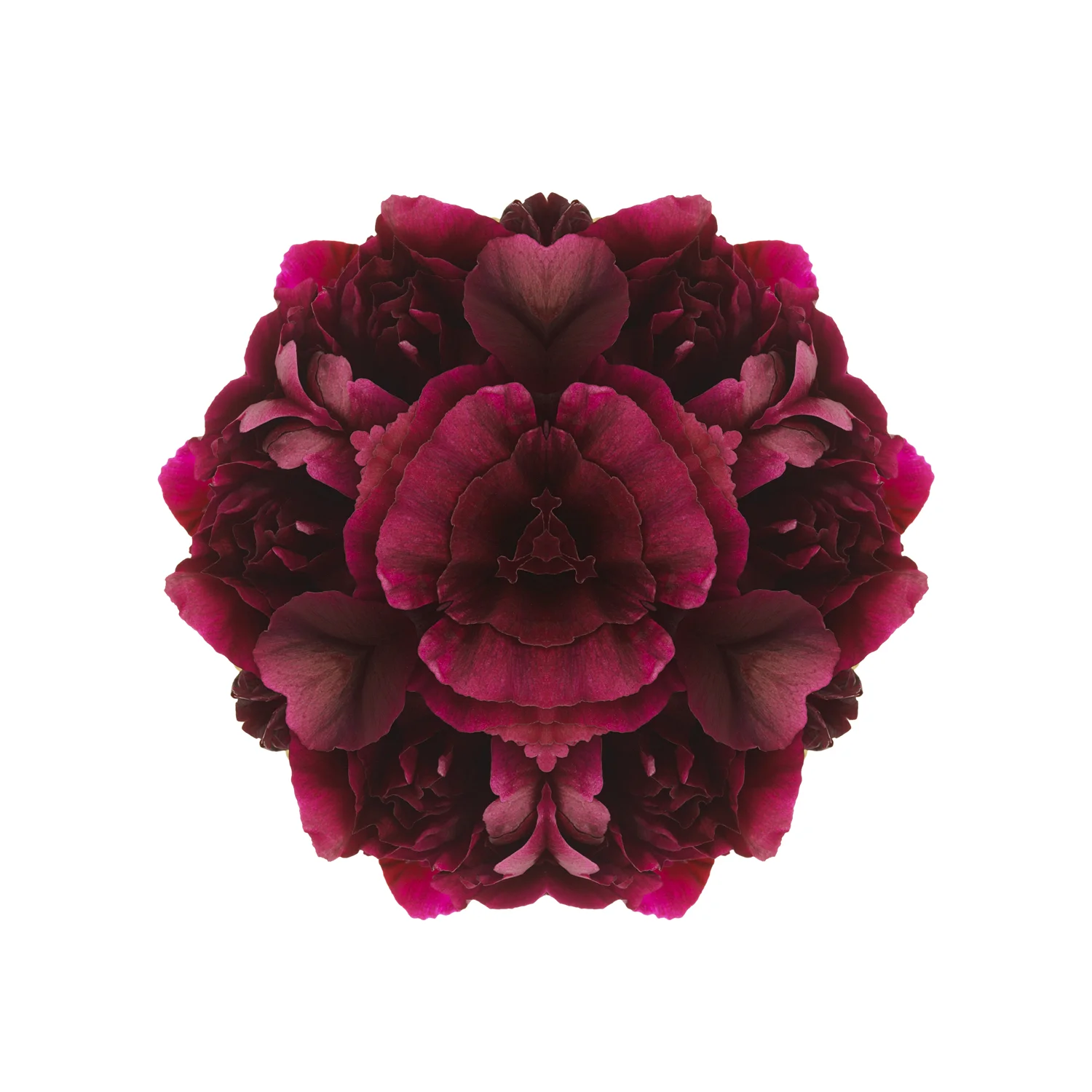 Florascope red.jpg
