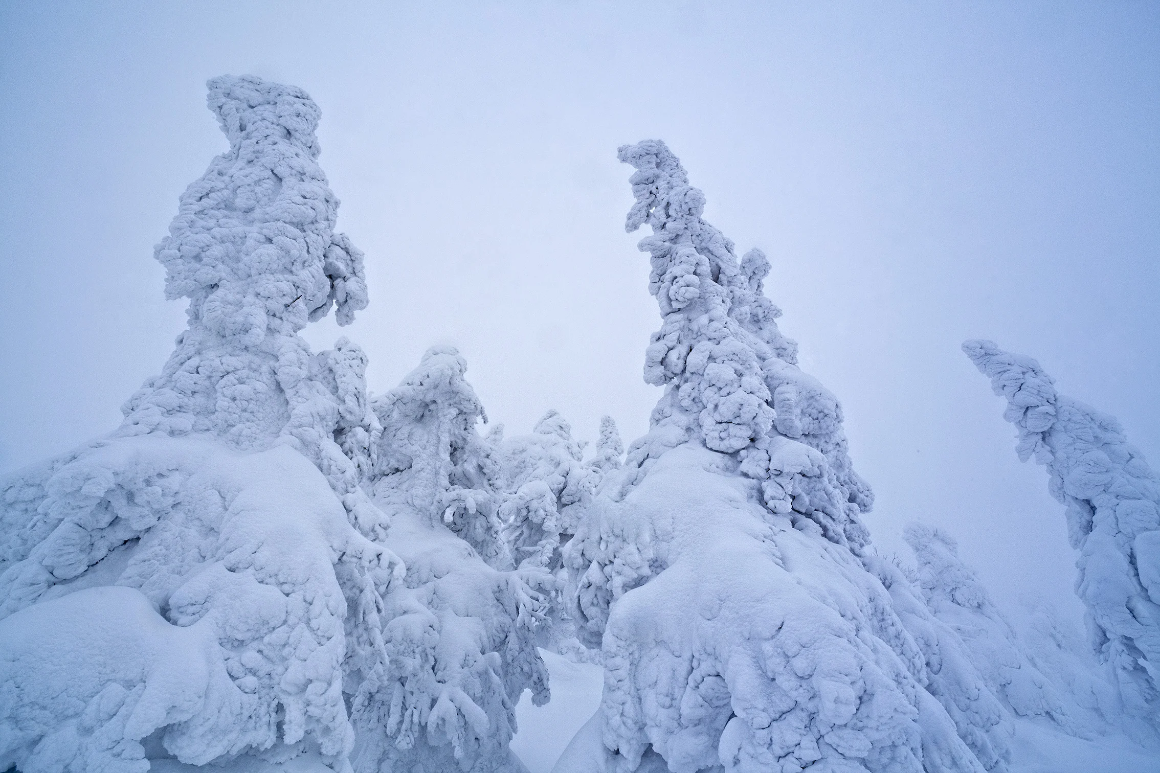 Akita_SnowMonsters_02.jpg