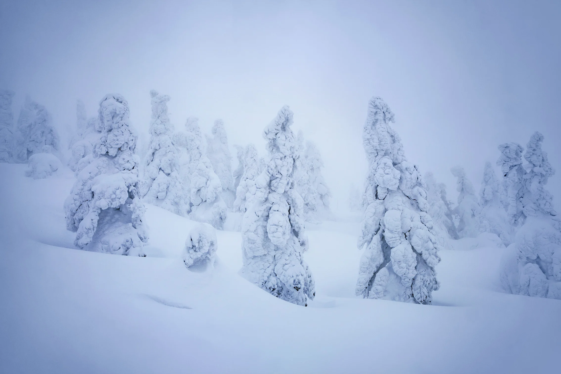 Akita_SnowMonsters_03.jpg