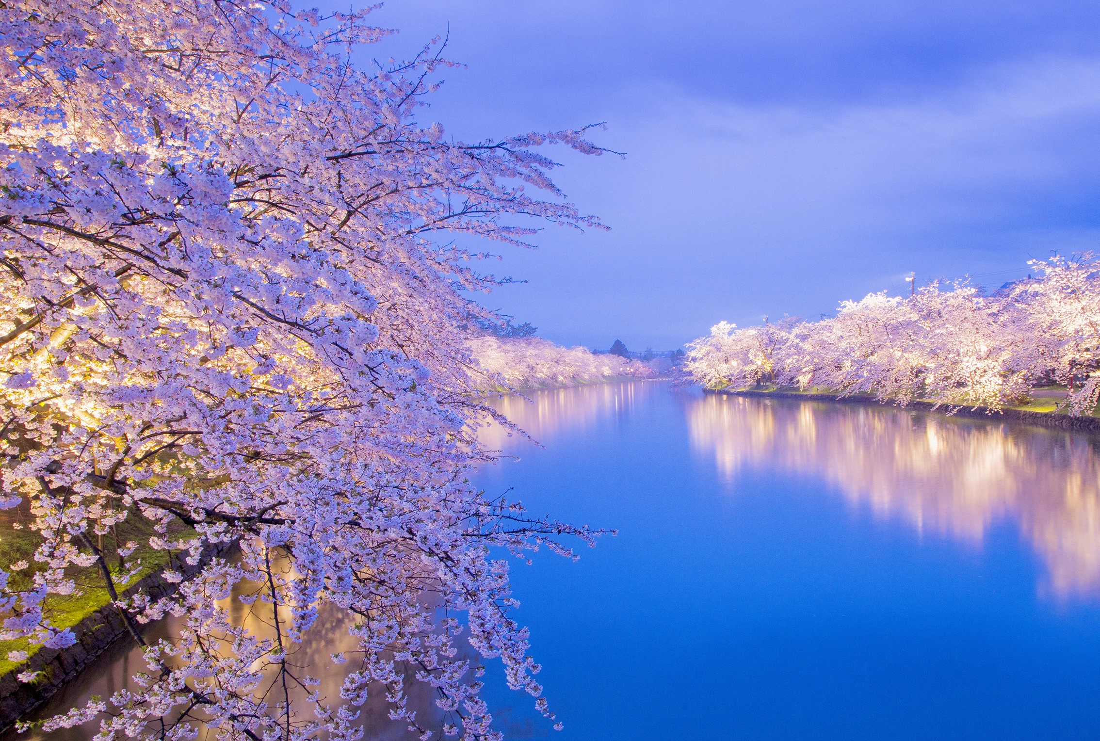 Hirosaki-Sakura-night_092-grade.jpg
