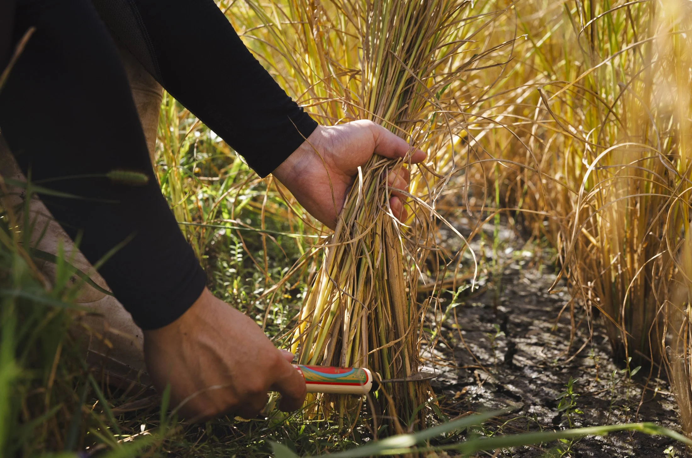 Rice_Harvest_704-W.jpg