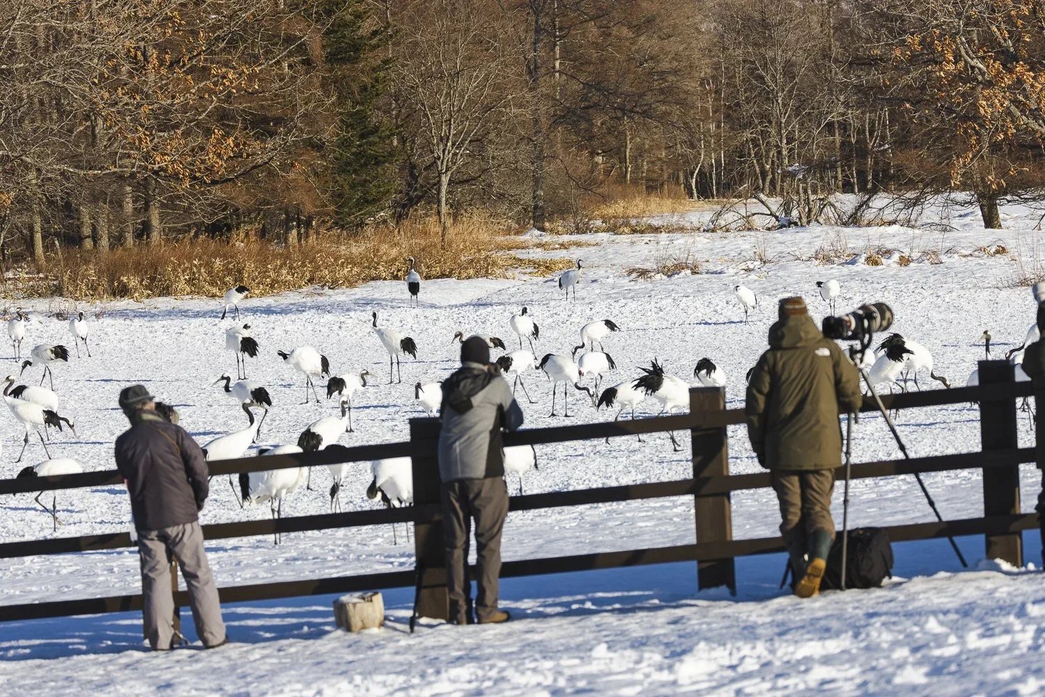 Tancho_Sanctuary_02488.webp