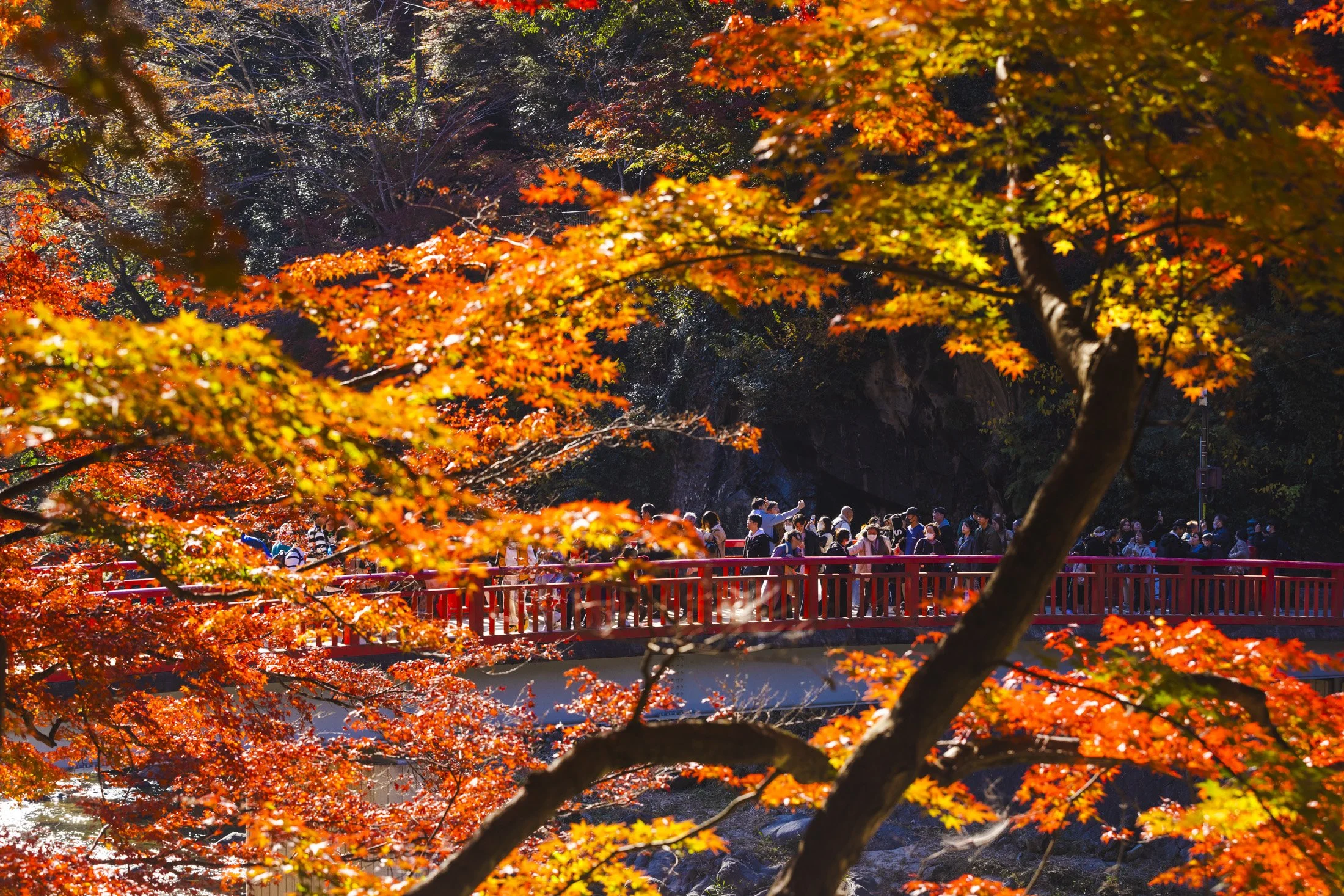 Hakko_Aichi_Korankei_Koyo_498.jpg