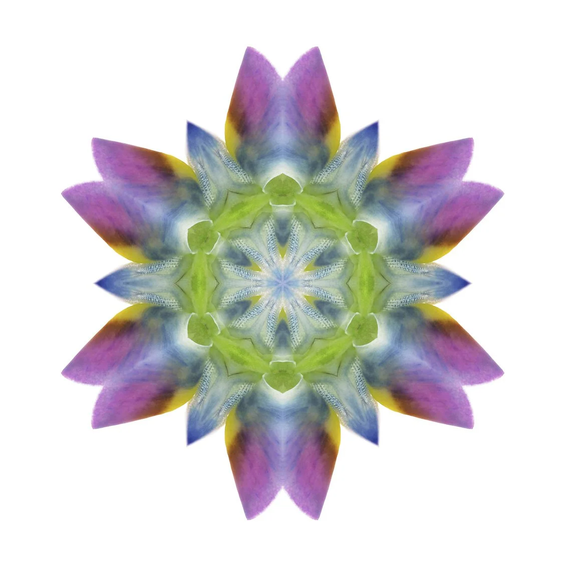 Florascope05.jpg
