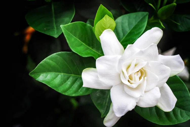 gardenia-2.jpg