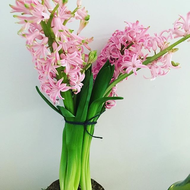 Pretty in pink #hyacinths #colourinspiration #ontrend #pastels #heathfieldsalon #haircolour