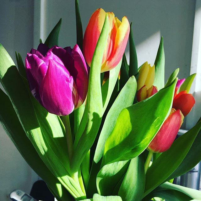 Spoilt by a lovely client #spoilt #tulips #lucky #heathfield #perks #flowers