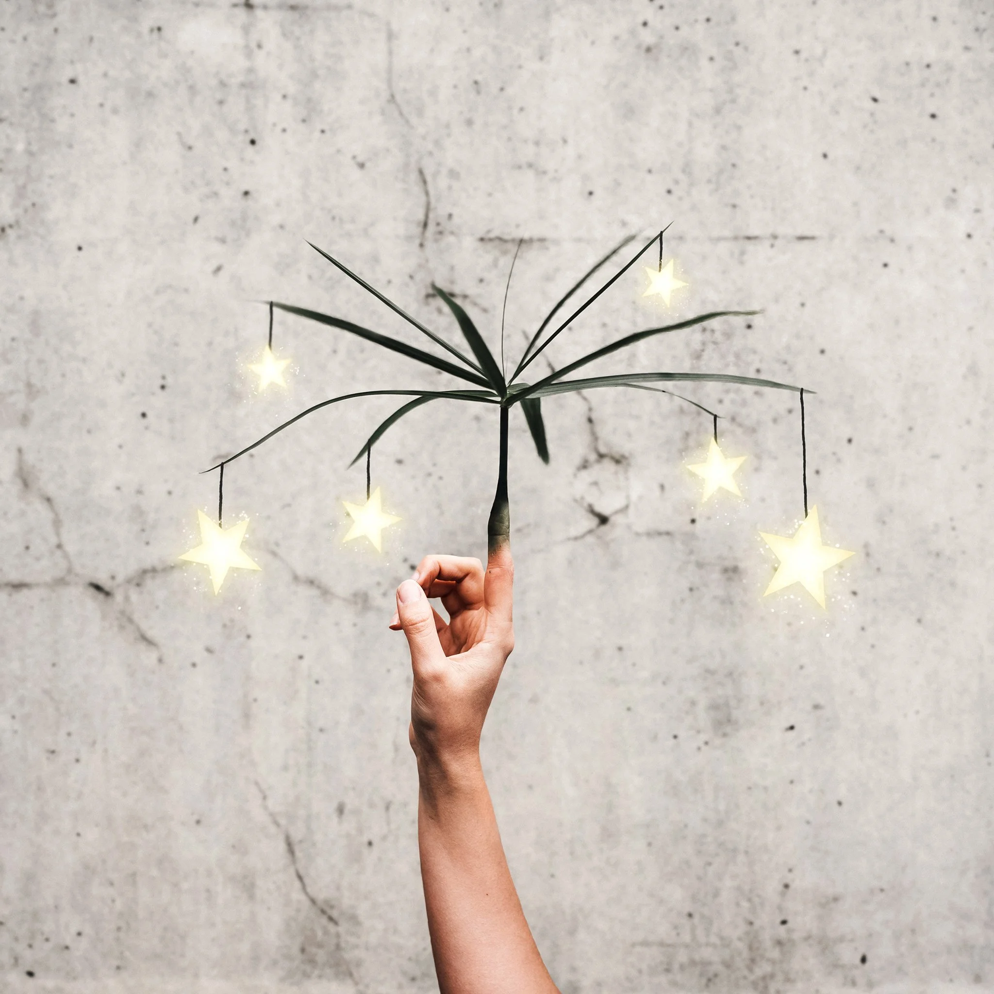 If you know me you’ll know I love plants and that my house is slowly becoming a jungle one day at a time. 🌿 This year I was given a cutting of a plant by my Grandad from his garden, it’s scientific name is Cyperus Alternifolius (aka Umbrella Palm), it grew the most amazing shoots and I’ve loved seeing it grow over the past few months. We’ve moved it inside and it lives on our windowsill, it sometimes attacks guests with its long tickle-y leaves and it makes me happy when I look at it (gotta appreciate the small things!) I kinda wish that it actually grew stars ⭐️