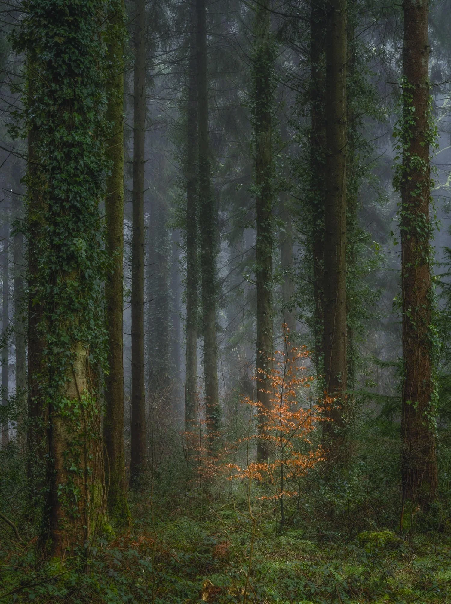 Lone Tree in Woodland and My Bullies Story