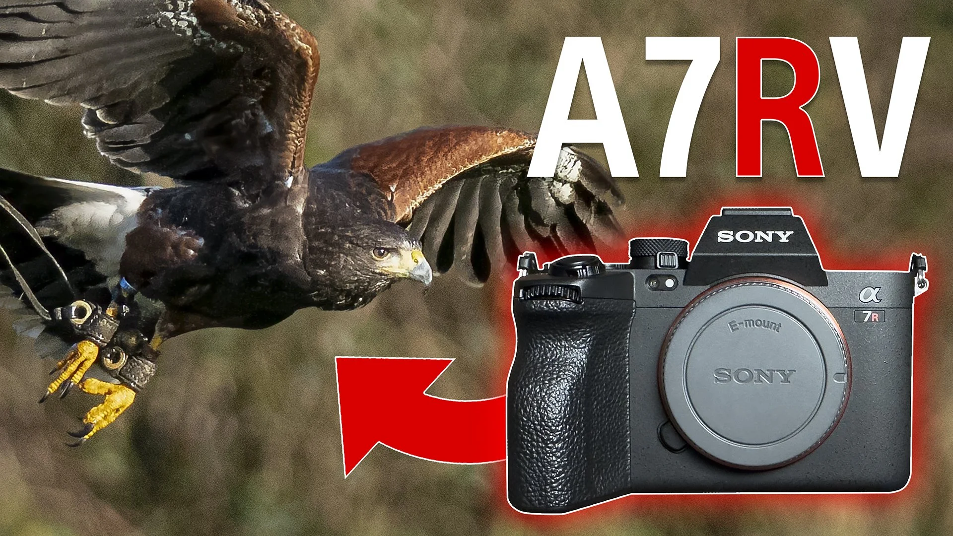 Sony A7RV - I WAS WRONG !!! š³ User Review + RECOMMENDED SETTINGS for BIRD PHOTOGRAPHY š¦