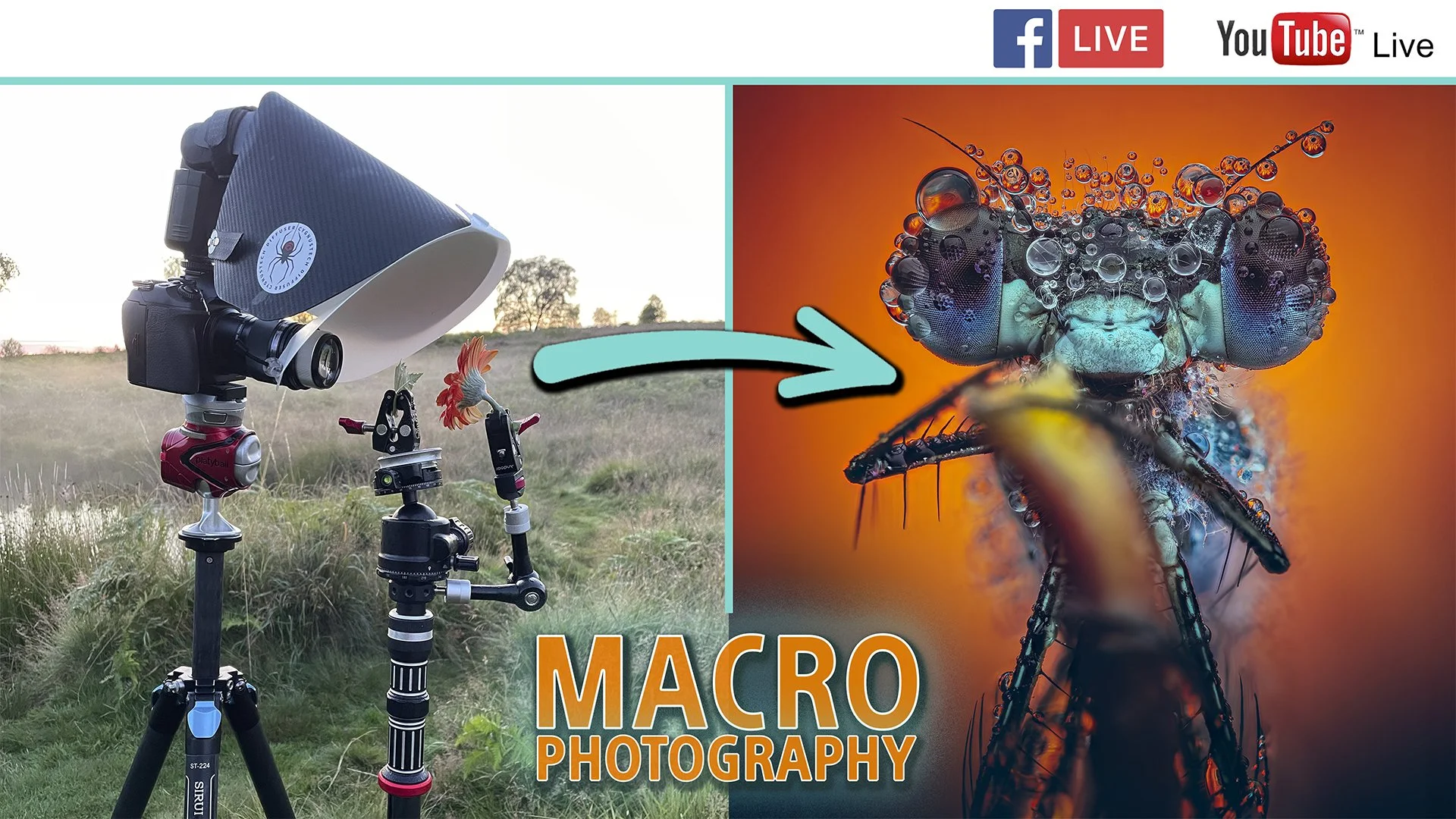Stewart Wood | MACRO PHOTOGRAPHY - Capturing a Hidden World
