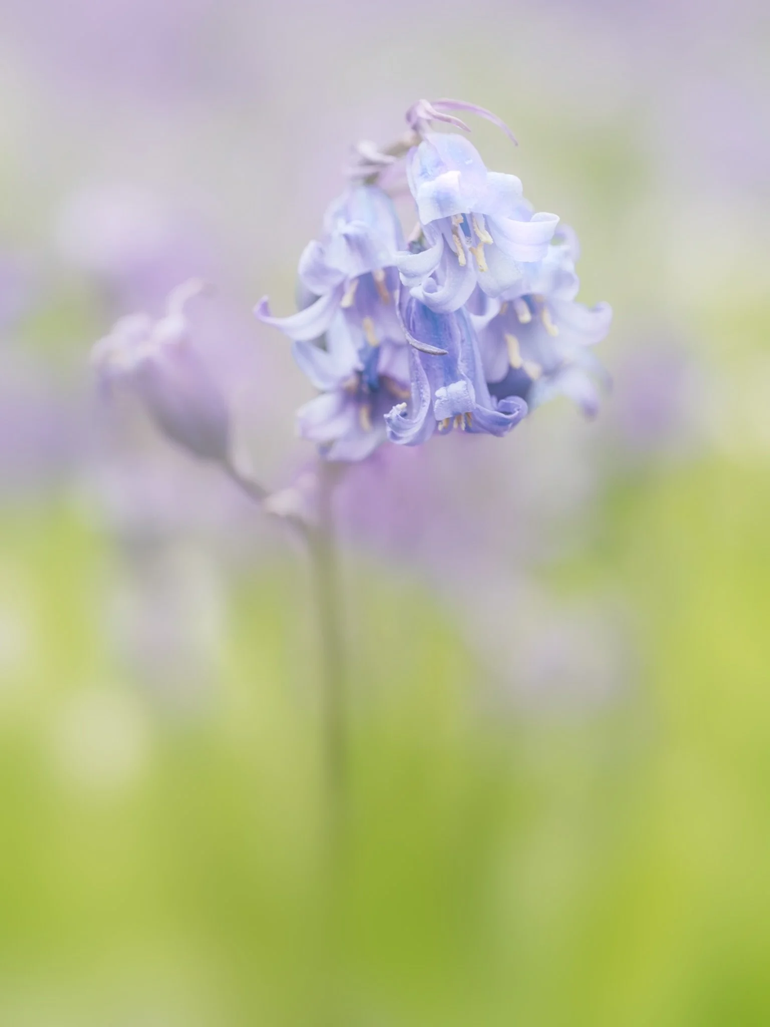Something very different for me, but thoroughly enjoyed both the photography and editing. 

Photographed on my Fuji X-T5 , edited in Lightroom and BorisFX Optics , printed on @fotospeed Natural Soft Textured Bright White.

Woodland shot taken using t